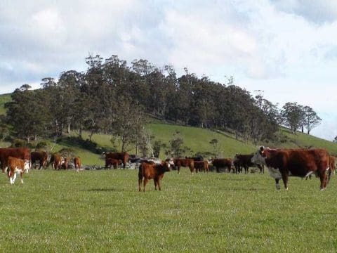 Grants for Dairy Farmers