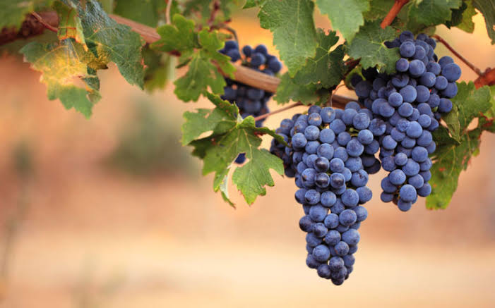 wine producers Australia