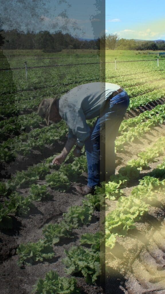 Sustainable Intensification