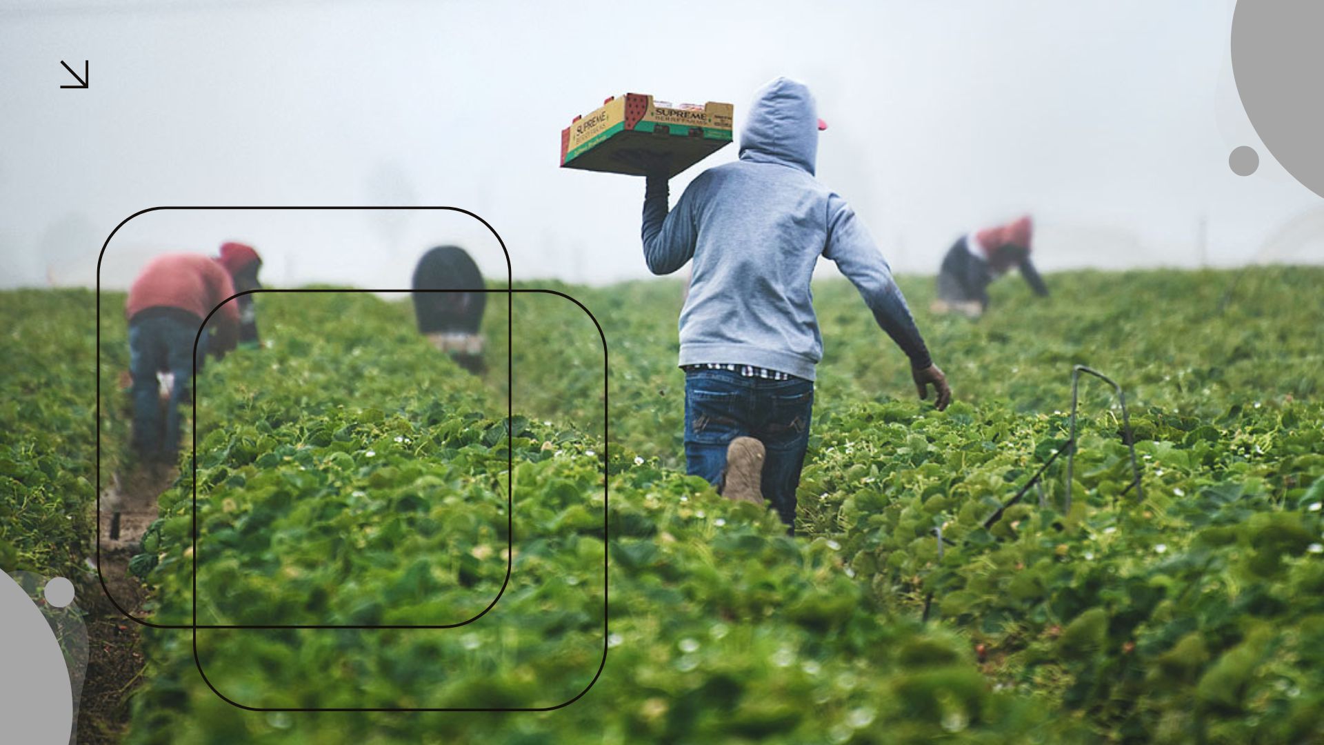 Agriculture and Primary Production Support